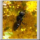 Oxybelus uniglumis - Weissfleckige Fliegenspiesswespe 02 7mm - Sandgrube Niedringhaussee.jpg